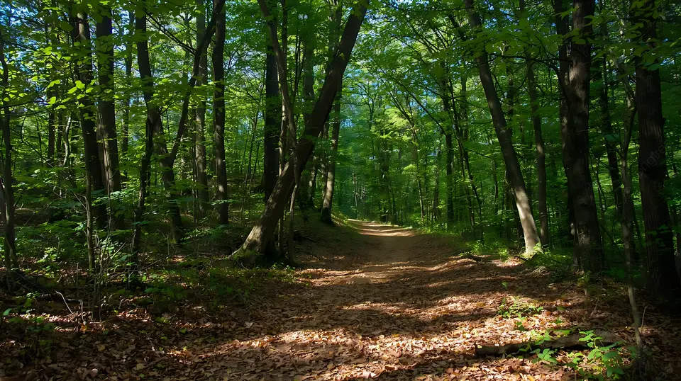 Peaceful forest path with tall trees, dappled light, and an inviting trail through a woodland setting